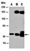 Interleukin 2 Receptor Subunit Beta antibody, orb67097, Biorbyt, Western Blot image 