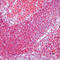 CD45RB antibody, LS-C87875, Lifespan Biosciences, Immunohistochemistry frozen image 