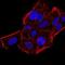 Chromobox 5 antibody, NBP2-52434, Novus Biologicals, Immunocytochemistry image 