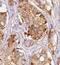 Cathepsin F antibody, FNab01307, FineTest, Immunohistochemistry frozen image 