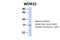 WD Repeat Domain 33 antibody, 25-973, ProSci, Western Blot image 