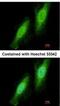 Tripartite Motif Containing 41 antibody, NBP2-20717, Novus Biologicals, Immunocytochemistry image 