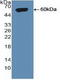 Sortilin 1 antibody, LS-C373041, Lifespan Biosciences, Western Blot image 