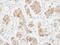 Dynein Light Chain LC8-Type 1 antibody, PA5-28443, Invitrogen Antibodies, Immunohistochemistry paraffin image 