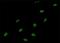 Small Nuclear Ribonucleoprotein Polypeptide A antibody, orb89686, Biorbyt, Immunofluorescence image 