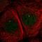 Dynein Axonemal Light Chain 1 antibody, HPA053129, Atlas Antibodies, Immunocytochemistry image 