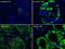 Transthyretin antibody, A00290, Boster Biological Technology, Immunofluorescence image 