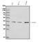 Dual Specificity Phosphatase 1 antibody, A02276-1, Boster Biological Technology, Western Blot image 