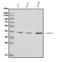 MKP-1 antibody, A02276-1, Boster Biological Technology, Western Blot image 