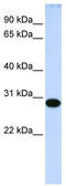Dorsal Root Ganglia Homeobox antibody, TA342418, Origene, Western Blot image 