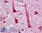 Crystallin Mu antibody, LS-B4306, Lifespan Biosciences, Immunohistochemistry frozen image 