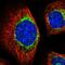 Metaxin 2 antibody, HPA031550, Atlas Antibodies, Immunofluorescence image 