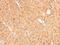 Galactose Mutarotase antibody, NBP2-16593, Novus Biologicals, Immunohistochemistry paraffin image 