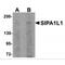 Signal-induced proliferation-associated 1-like protein 1 antibody, MBS151262, MyBioSource, Western Blot image 