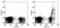 IgM antibody, MBS832478, MyBioSource, Flow Cytometry image 