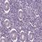 Spermatogenesis Associated 7 antibody, HPA038083, Atlas Antibodies, Immunohistochemistry paraffin image 
