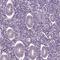 Spermatogenesis-associated protein 7 antibody, HPA038083, Atlas Antibodies, Immunohistochemistry paraffin image 