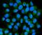 Heat Shock Protein Family A (Hsp70) Member 6 antibody, A05402-3, Boster Biological Technology, Immunofluorescence image 