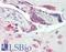 Dual specificity protein phosphatase 9 antibody, LS-B8431, Lifespan Biosciences, Immunohistochemistry frozen image 
