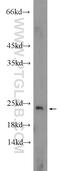 Eukaryotic Translation Initiation Factor 1A X-Linked antibody, 14654-1-AP, Proteintech Group, Western Blot image 