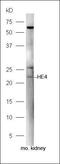 WAP Four-Disulfide Core Domain 2 antibody, orb312262, Biorbyt, Western Blot image 