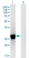 Inhibitor Of Growth Family Member 4 antibody, H00051147-M01, Novus Biologicals, Western Blot image 