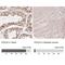 DNA Polymerase Delta 3, Accessory Subunit antibody, NBP2-38862, Novus Biologicals, Immunohistochemistry paraffin image 