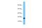 Transcription elongation factor, mitochondrial antibody, PA5-46121, Invitrogen Antibodies, Western Blot image 