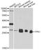 Thiamin Pyrophosphokinase 1 antibody, A4634, ABclonal Technology, Western Blot image 