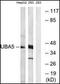Ubiquitin Like Modifier Activating Enzyme 5 antibody, orb95413, Biorbyt, Western Blot image 