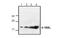 TNF Superfamily Member 9 antibody, MBS835384, MyBioSource, Western Blot image 