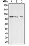 Cyclin F antibody, LS-C351947, Lifespan Biosciences, Western Blot image 