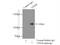 Vacuolar protein sorting-associated protein 18 homolog antibody, 10901-1-AP, Proteintech Group, Immunoprecipitation image 