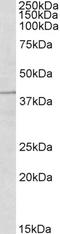 Tripartite motif-containing protein 5 antibody, LS-B2562, Lifespan Biosciences, Western Blot image 