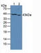 Protein Tyrosine Phosphatase Receptor Type J antibody, LS-C296133, Lifespan Biosciences, Western Blot image 