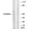 CADM4 antibody, PA5-49907, Invitrogen Antibodies, Western Blot image 