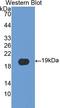 Peptidylprolyl Isomerase A antibody, LS-C293598, Lifespan Biosciences, Western Blot image 