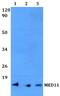 Mediator Complex Subunit 11 antibody, A13394, Boster Biological Technology, Western Blot image 