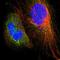 Pirin antibody, HPA000697, Atlas Antibodies, Immunofluorescence image 