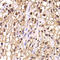 Elongin A antibody, STJ29074, St John