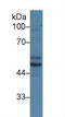 Serine/Threonine Kinase 11 antibody, LS-C373567, Lifespan Biosciences, Western Blot image 