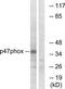 Neutrophil Cytosolic Factor 1 antibody, TA311766, Origene, Western Blot image 