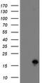 TSC22 Domain Family Member 1 antibody, CF505048, Origene, Western Blot image 