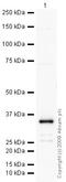 CD82 Molecule antibody, ab66400, Abcam, Western Blot image 