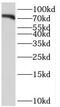 Sortilin Related VPS10 Domain Containing Receptor 1 antibody, FNab08114, FineTest, Western Blot image 