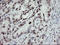 TLE Family Member 1, Transcriptional Corepressor antibody, LS-C175239, Lifespan Biosciences, Immunohistochemistry frozen image 