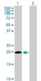 Interferon-stimulated gene 20 kDa protein antibody, H00003669-D01P, Novus Biologicals, Western Blot image 