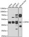 Centrosomal Protein 44 antibody, A8317, ABclonal Technology, Western Blot image 