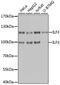 Interleukin Enhancer Binding Factor 3 antibody, MBS127814, MyBioSource, Western Blot image 