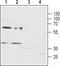 Purinergic Receptor P2Y12 antibody, PA5-77677, Invitrogen Antibodies, Western Blot image 